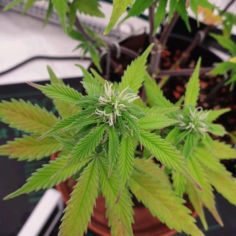 Runtz growlog timeline photo