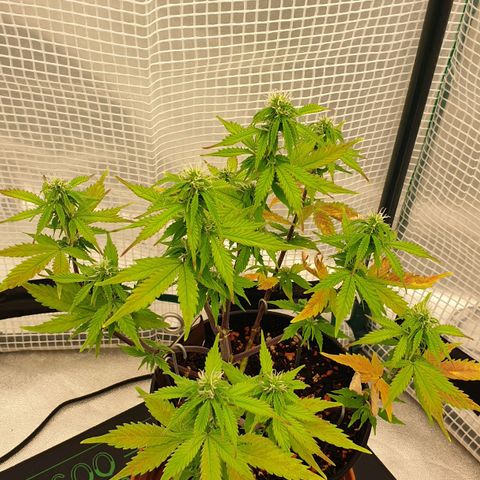 Runtz growlog timeline photo