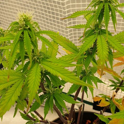 Runtz growlog timeline photo