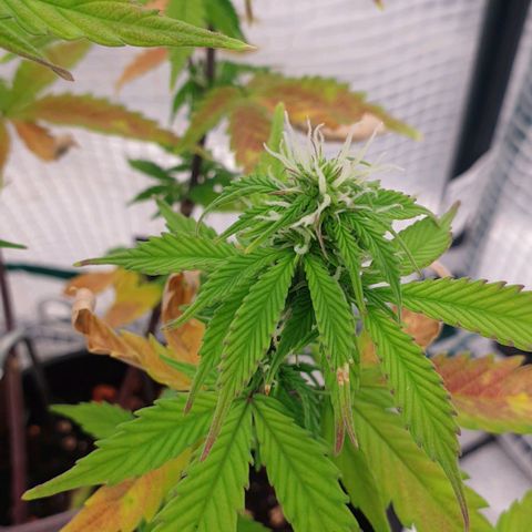 Runtz growlog timeline photo