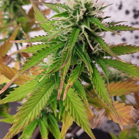 Runtz growlog photo: PH wert Probleme bestehen immernoch :(