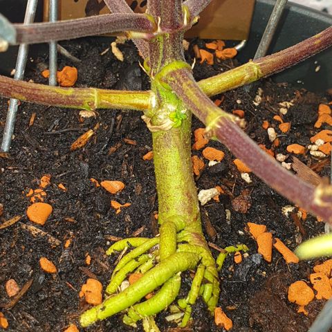 Runtz growlog photo: PH wert Probleme bestehen immernoch :(