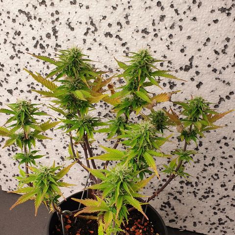 Runtz growlog photo: PH wert Probleme bestehen immernoch :(