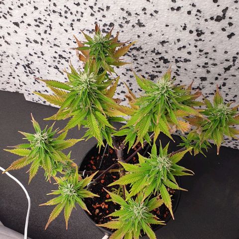 Runtz growlog photo: PH wert Probleme bestehen immernoch :(