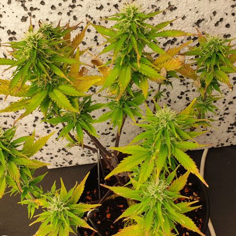Runtz growlog photo: PH wert Probleme bestehen immernoch :(