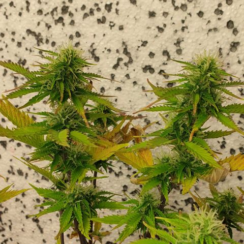 Runtz growlog photo: PH wert Probleme bestehen immernoch :(