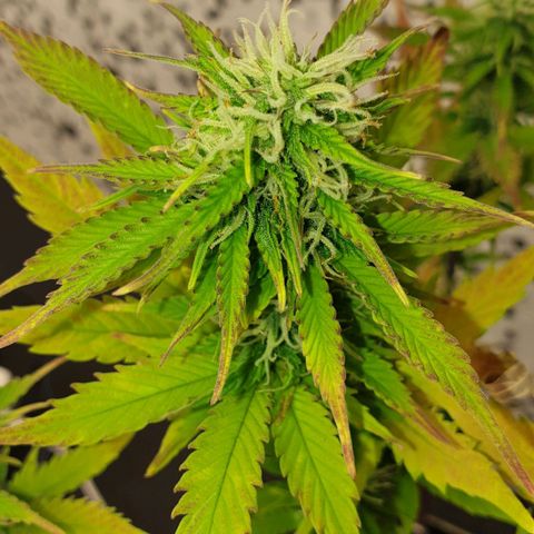 Runtz growlog photo: PH wert Probleme bestehen immernoch :(