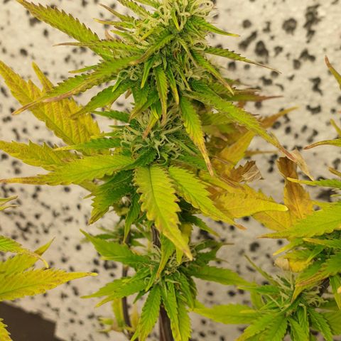 Runtz growlog photo: PH wert Probleme bestehen immernoch :(