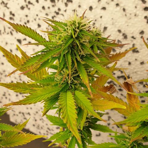 Runtz growlog photo: PH wert Probleme bestehen immernoch :(