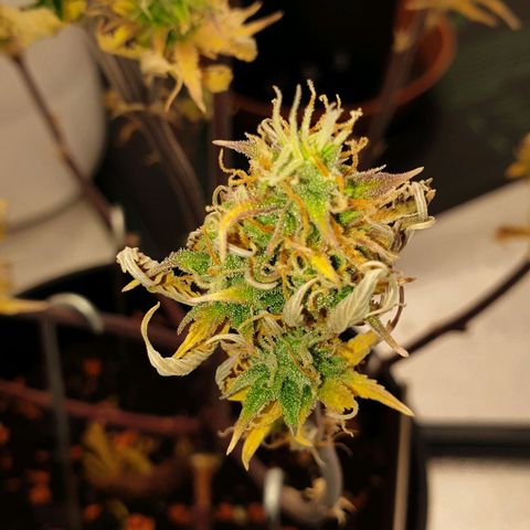 Runtz growlog timeline photo