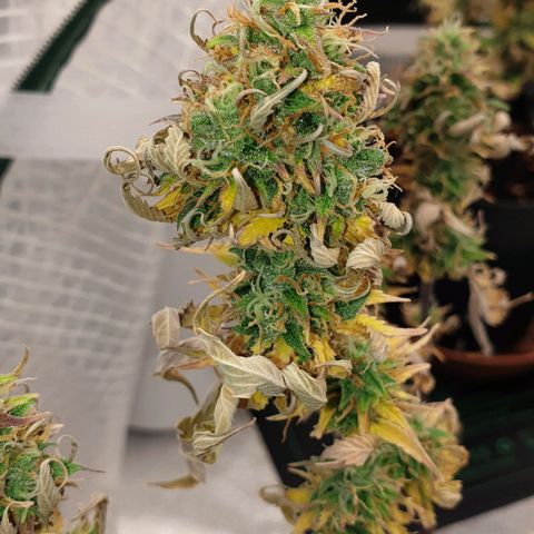 Runtz growlog timeline photo