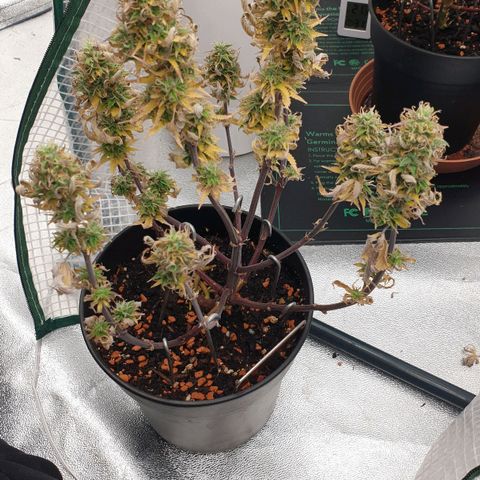 Runtz growlog photo: Ab morgen wird geerntet 