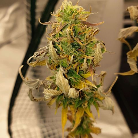 Runtz growlog timeline photo