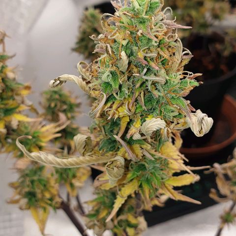 Runtz growlog timeline photo