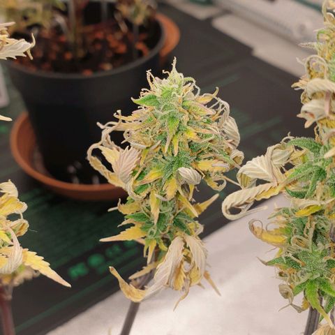 Runtz growlog timeline photo