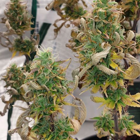 Runtz growlog timeline photo
