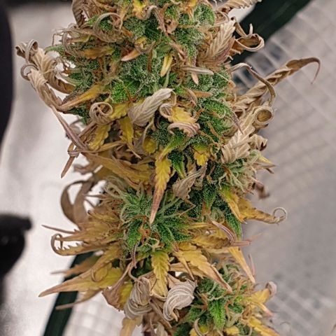 Runtz growlog timeline photo