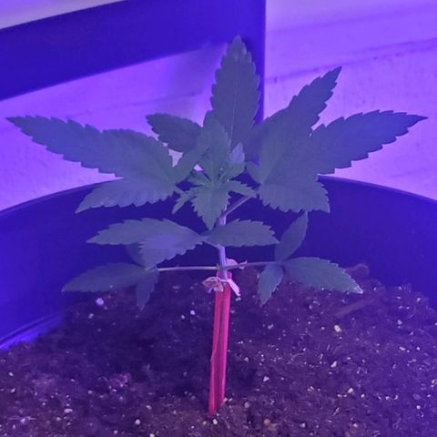 Tj OG growlog timeline photo
