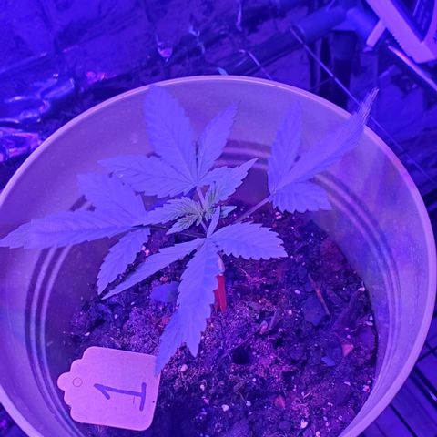 Tj OG growlog timeline photo
