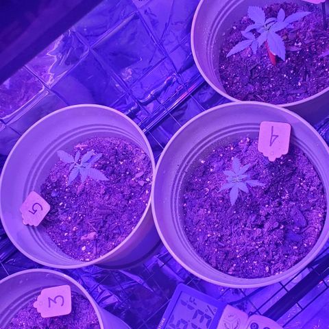 Tj OG growlog timeline photo