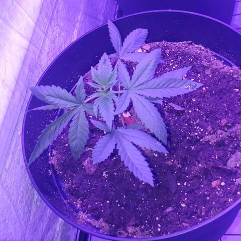 Tj OG growlog timeline photo