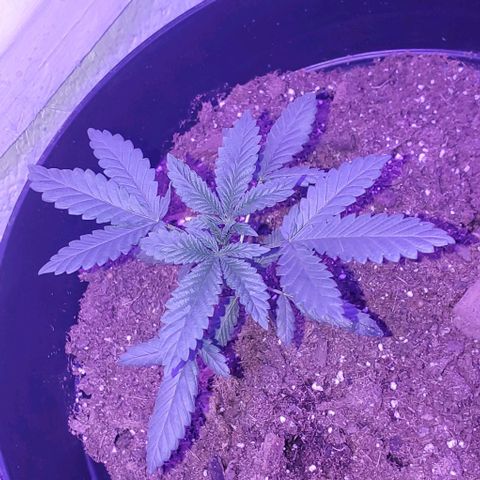 Tj OG growlog timeline photo