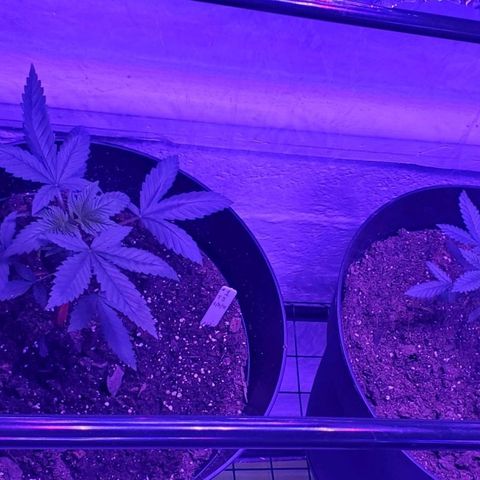 Tj OG growlog photo: Back to being healthy
