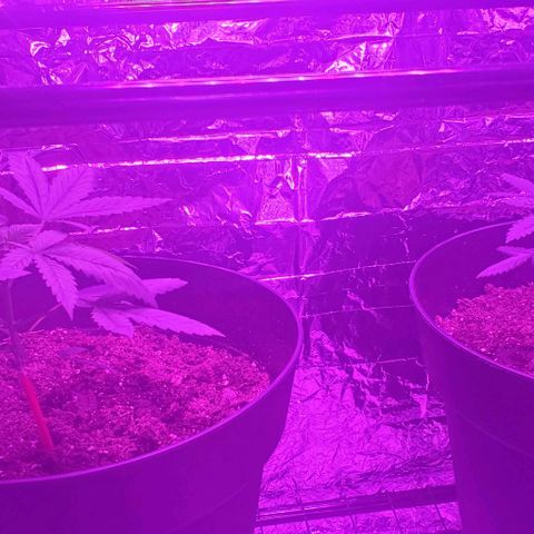 Tj OG growlog timeline photo
