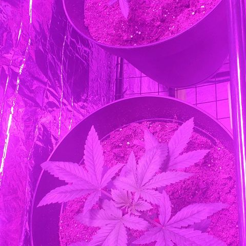 Tj OG growlog timeline photo