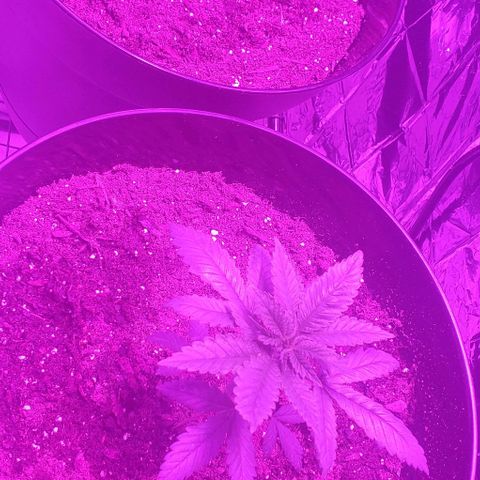 Tj OG growlog timeline photo