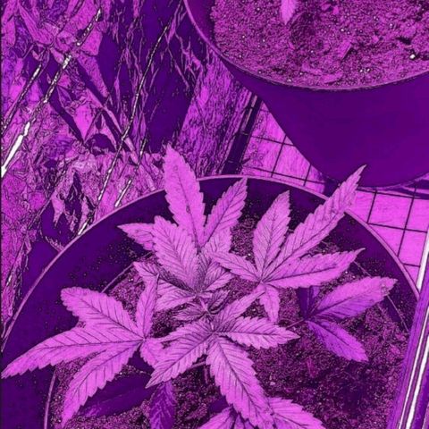 Tj OG growlog timeline photo