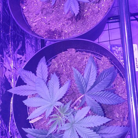 Tj OG growlog timeline photo