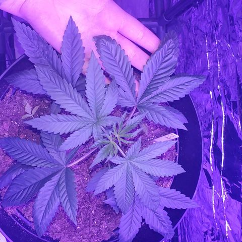 Tj OG growlog timeline photo