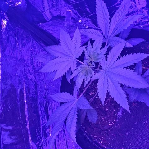 Tj OG growlog timeline photo