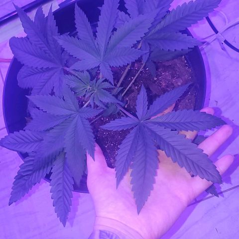 Tj OG growlog timeline photo
