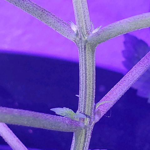 Tj OG growlog photo: Confirmed female, finally white pistils 