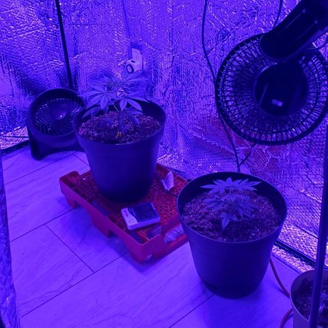 Tj OG growlog timeline photo