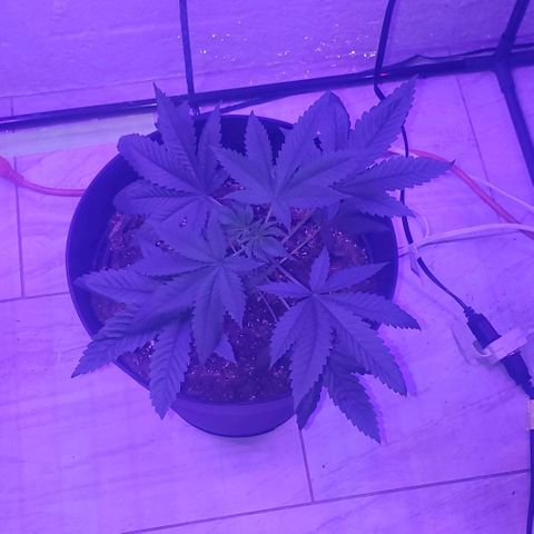 Tj OG growlog timeline photo