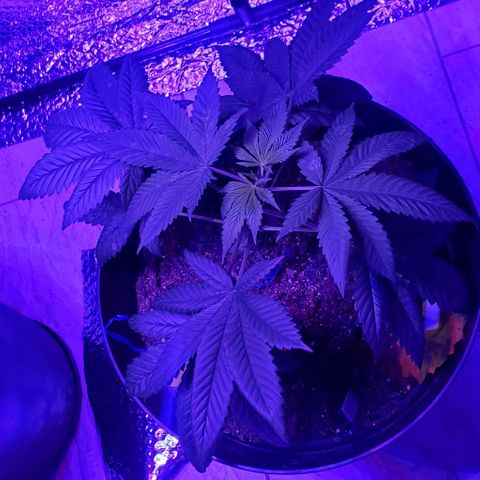 Tj OG growlog timeline photo