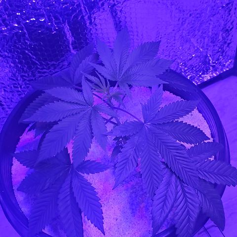 Tj OG growlog photo: Transplant perilite bottom and top, middle soil