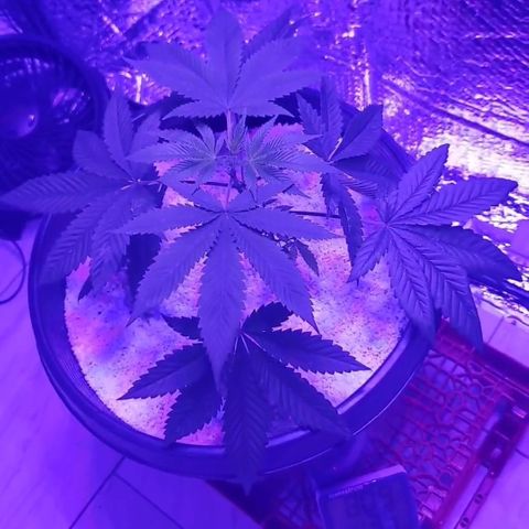 Tj OG growlog timeline photo