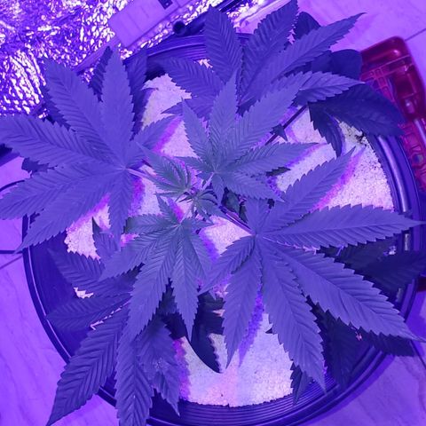 Tj OG growlog timeline photo