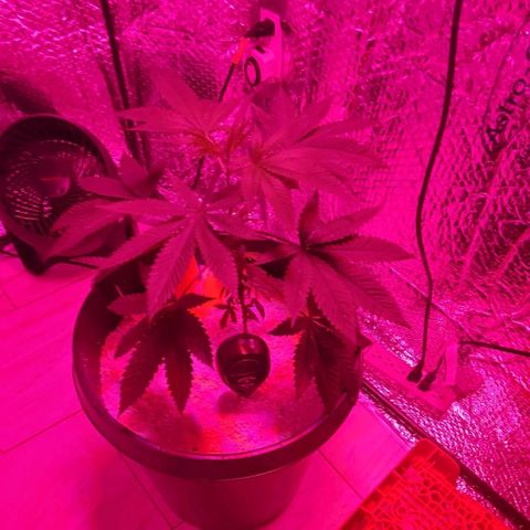 Tj OG growlog timeline photo