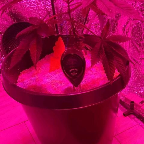 Tj OG growlog timeline photo