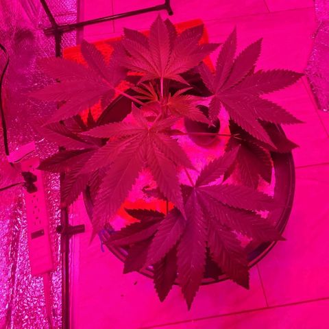 Tj OG growlog timeline photo