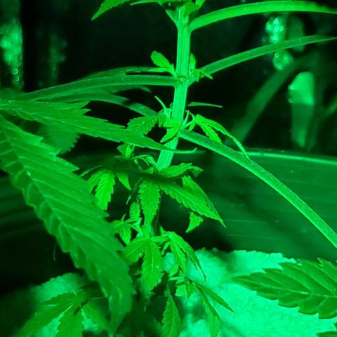 Tj OG growlog timeline photo