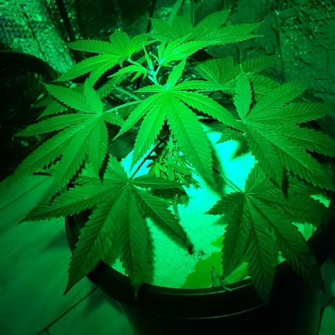 Tj OG growlog timeline photo