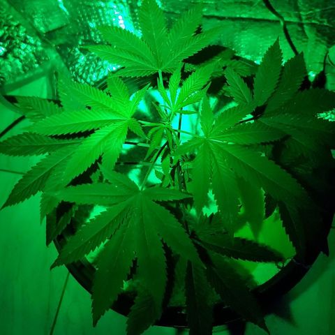 Tj OG growlog timeline photo