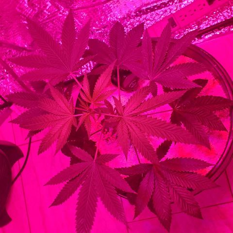 Tj OG growlog timeline photo