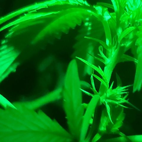 Tj OG growlog timeline photo